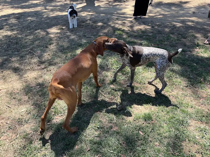 Morgan Hill Dog Park 2