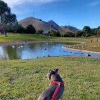 Morgan Hill Dog Park ico