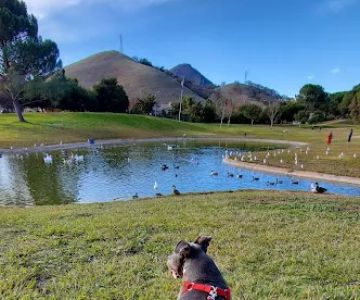 Morgan Hill Dog Park