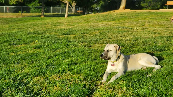 Morgan Hill Dog Park 9