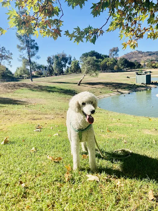 Morgan Hill Dog Park 10