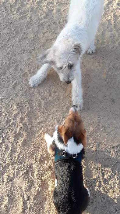 Franich Dog Park Watsonville 10