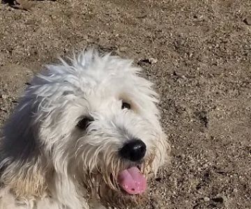 Franich Dog Park Watsonville