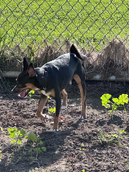 Franich Dog Park Watsonville 4