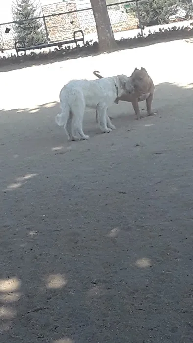 Franich Dog Park Watsonville 2