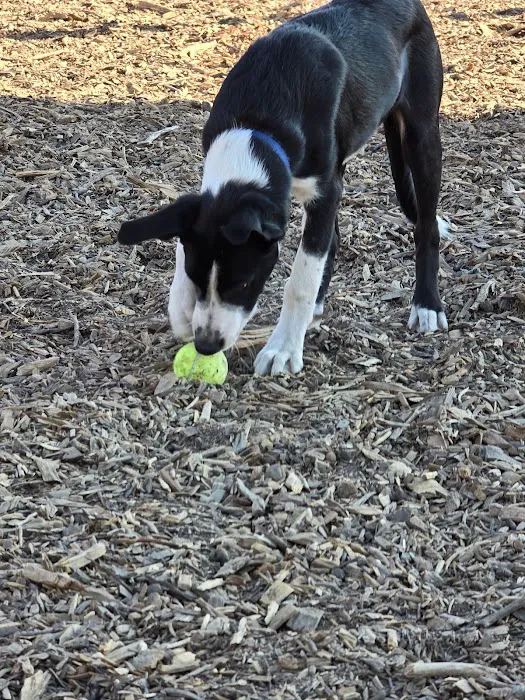 Aromas Dog Park 3