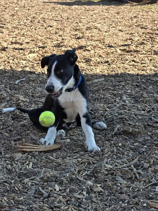 Aromas Dog Park 9
