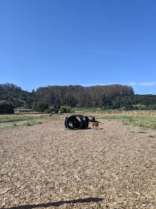 Aromas Dog Park 5