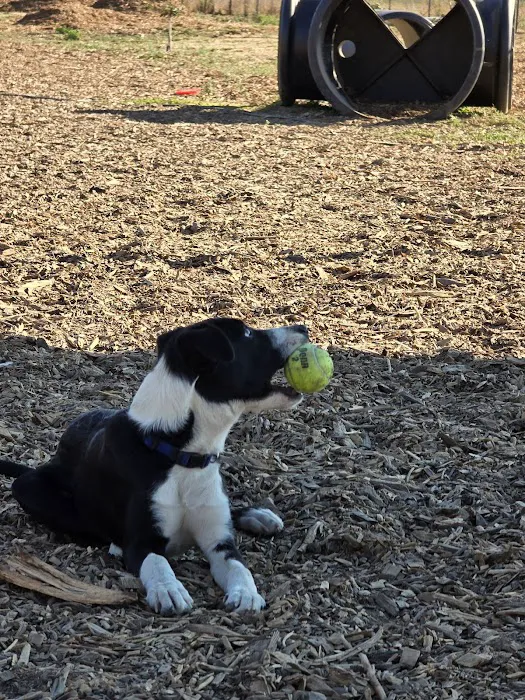 Aromas Dog Park 10