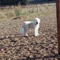 Aromas Dog Park ico