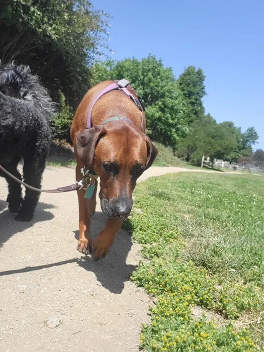 Polo Grounds Dog Park 1
