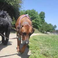 Polo Grounds Dog Park ico