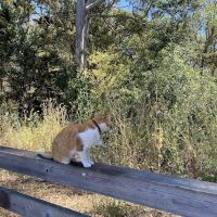 Ozzi & Josh's Dog Park ico
