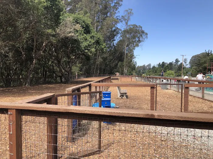Ozzi & Josh's Dog Park 9