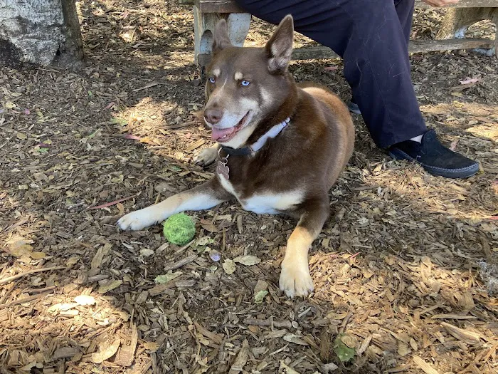 Ozzi & Josh's Dog Park 10