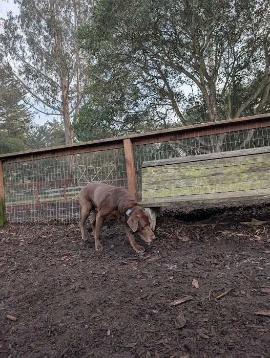 Ozzi & Josh's Dog Park 8