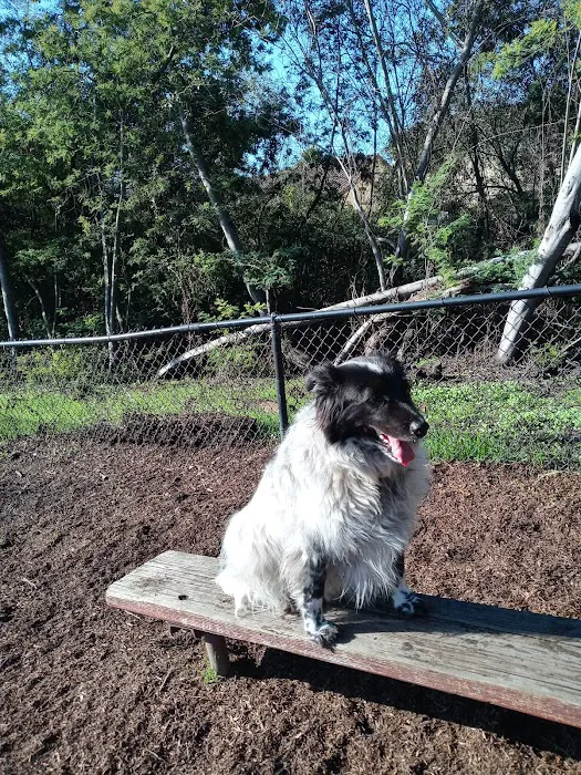 Pacheco Dog Park 9