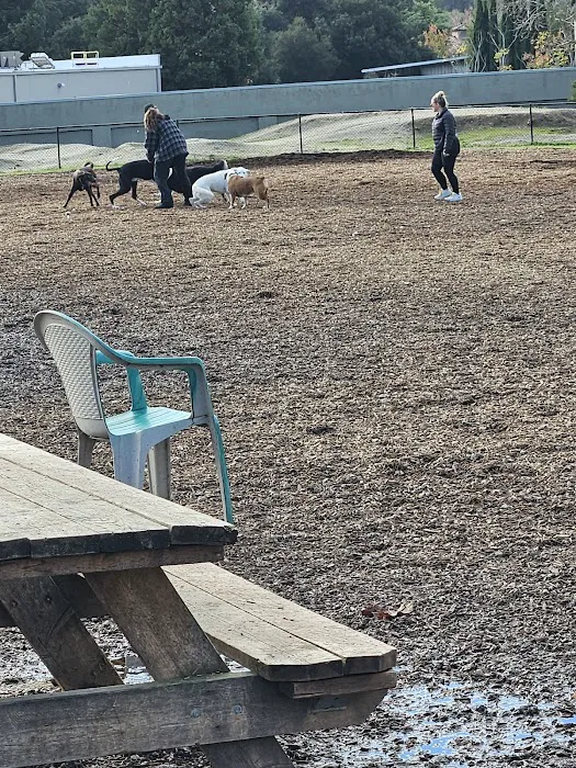 Skypark Dog Park 6
