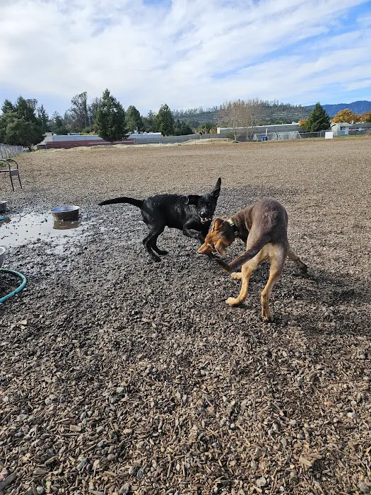 Skypark Dog Park 5