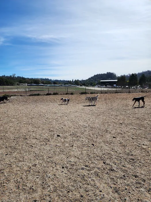 Skypark Dog Park 4