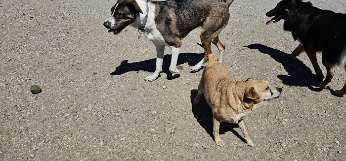 Skypark Dog Park 7