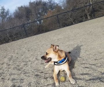 East Garrison Dog Park