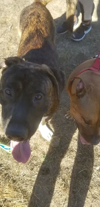 Marshall Park Dog Park 1