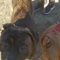 Marshall Park Dog Park ico