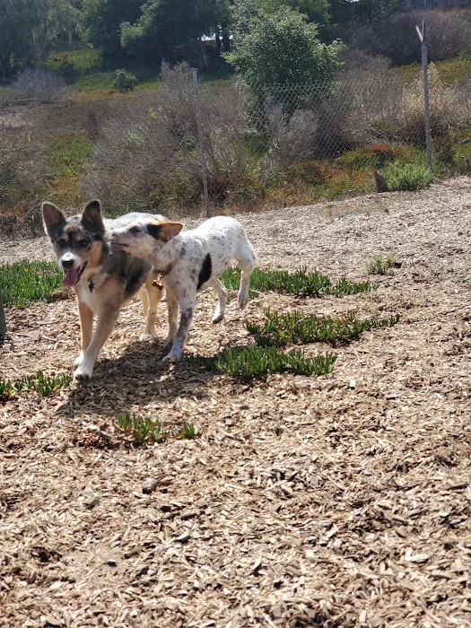 Marshall Park Dog Park 4