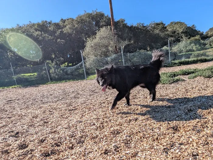 Ft Ord Dog Park 1
