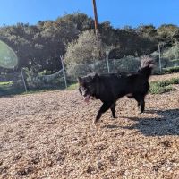 Ft Ord Dog Park ico