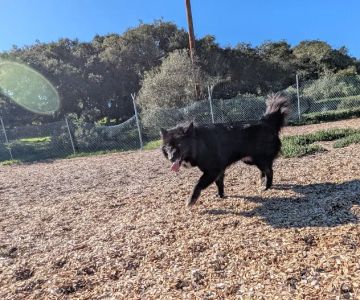 Ft Ord Dog Park