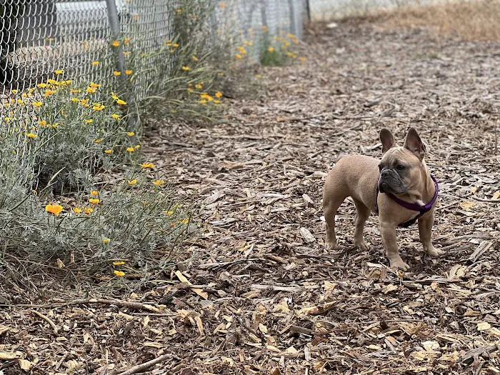 Pacchetti Dog Park 6