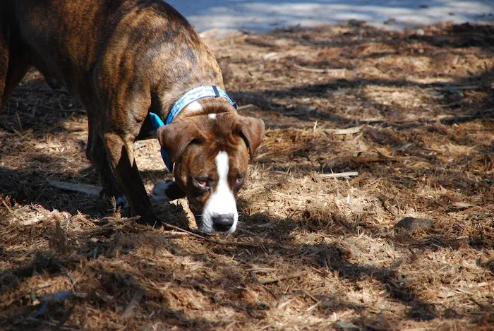 Pacchetti Dog Park 10