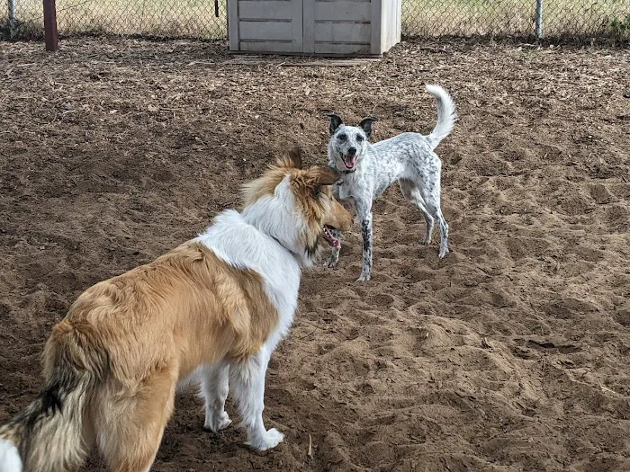Pacchetti Dog Park 7