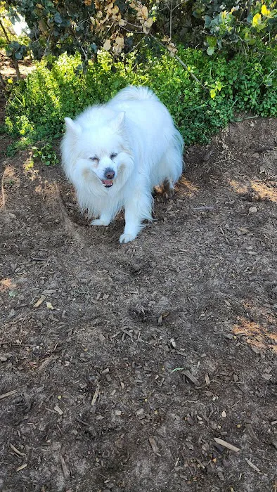 Pacchetti Dog Park 8