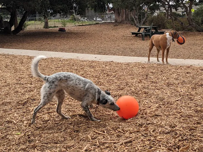 Pacchetti Dog Park 5