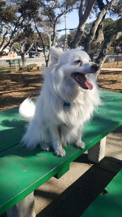 Pacchetti Dog Park 2