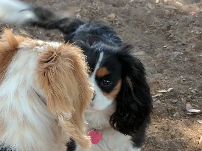 El Estero Lake Dog Park 5