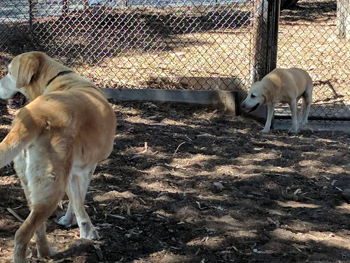 El Estero Lake Dog Park 1