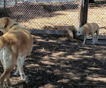 El Estero Lake Dog Park