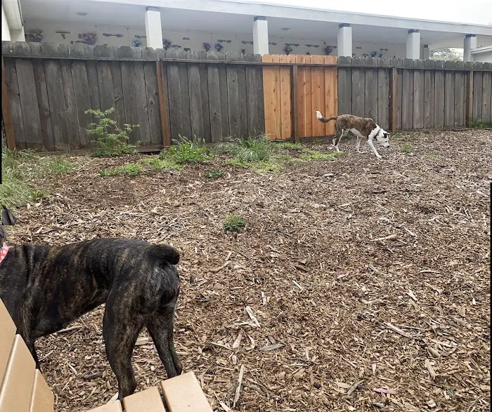 El Estero Lake Dog Park 7