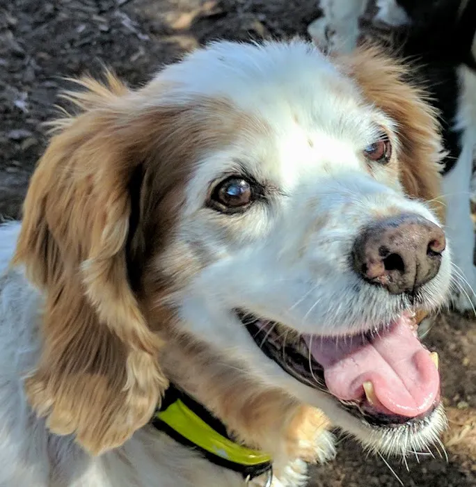 El Estero Lake Dog Park 3