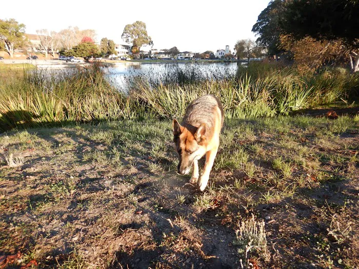 El Estero Lake Dog Park 10