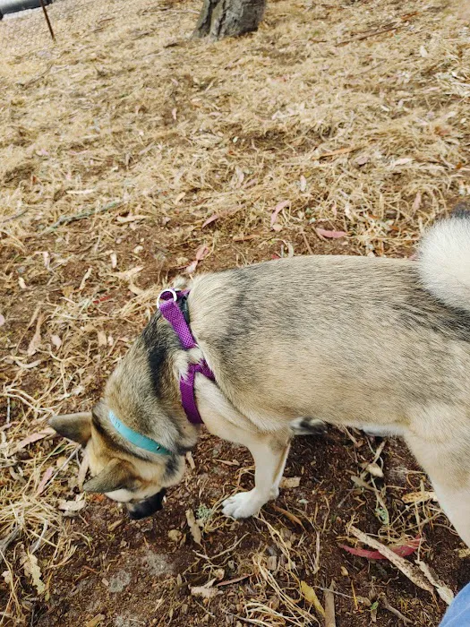 El Estero Lake Dog Park 8