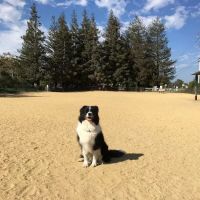 City of Mountain View Dog Park ico