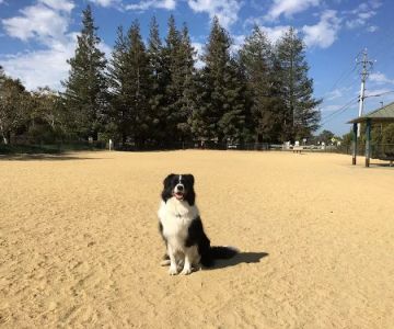 City of Mountain View Dog Park