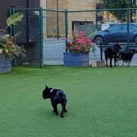 Hart's Dog Park ico