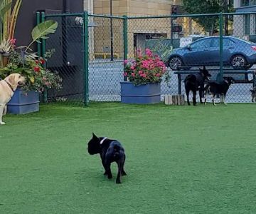 Hart's Dog Park