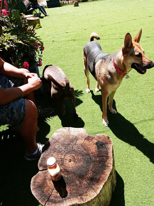 Hart's Dog Park 5